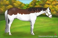 Horse Color:Bay Splash 
