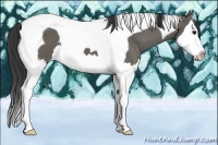 Horse Color:Grullo Sabino Splash Tobiano 