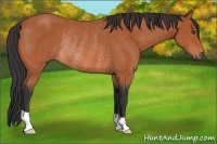 Horse Color:Bay Rabicano 