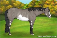 Horse Color:Grullo Sabino Splash Frame Rabicano 