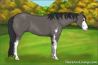 Horse Color:Grullo Sabino
