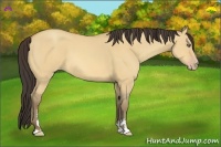 Horse Color:Amber Champagne Dun Sabino 