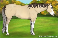 Horse Color:Amber Cream Champagne Dun Splash 