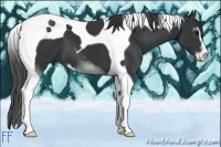 Horse Color:Black Sabino Tobiano
