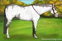 Horse Color:Smoky Grullo Sabino Frame Rabicano 