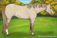 Horse Color:Red Dun Roan Sabino 