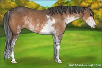 Horse Color:Buckskin Sabino 