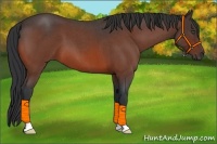 Horse Color:Bay Roan 