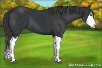 Horse Color:Black Splash
