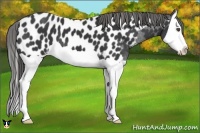 Horse Color:Black Splash Near Leopard 
