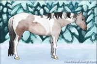 Horse Color:Bay Roan Tobiano