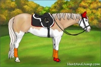 Horse Color:Gold Champagne Sabino Splash 