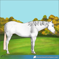 Horse Color:Brown Pearl Dun Splash Appaloosa 