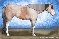Horse Color:Bay Roan Sabino 