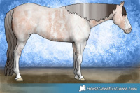 Horse Color:Bay Roan Sabino 