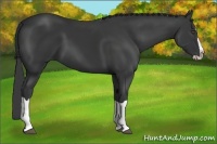 Horse Color:Black Splash 