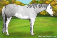 Horse Color:Blue Roan Sabino Splash