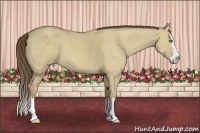 Horse Color:Classic Cream Champagne Dun Sabino Splash 
