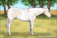 Horse Color:Perlino Tobiano Frame