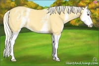 Horse Color:White Spotted Palomino Splash