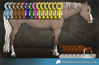 Horse Color:Silver Grullo Sabino Splash 