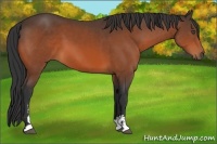Horse Color:Bay Sabino 