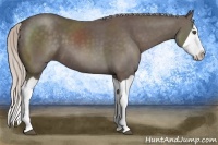 Horse Color:Silver Black Splash