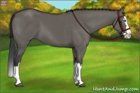 Horse Color:Grullo Sabino Splash 