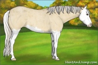 Horse Color:Silver Buckskin Roan Dun Splash 