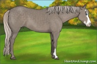 Horse Color:Silver Grullo Sabino Splash Frame