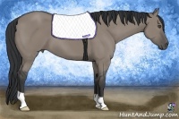 Horse Color:Grullo 