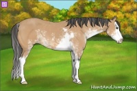 Horse Color:Buckskin Sabino Splash 
