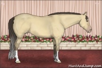 Horse Color:Amber Cream Champagne Dun 