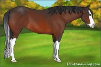 Horse Color:Bay Splash 