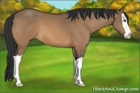Horse Color:Bay Dun Splash