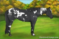 Horse Color:White Spotted Black
