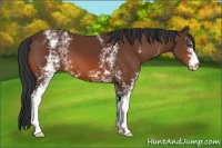 Horse Color:White Spotted Bay 