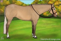 Horse Color:Silver Bay Dun Sabino