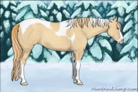 Horse Color:Gold Champagne Dun Splash Tobiano Rabicano 