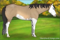Horse Color:Buckskin Roan Dun Splash 