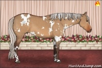 Horse Color:White Spotted Silver Bay Dun