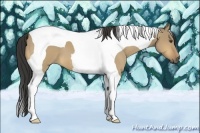 Horse Color:Buckskin Dun Tobiano 