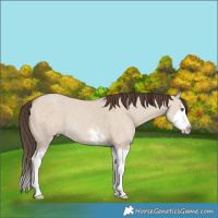 Horse Color:Classic Champagne Dun Sabino Splash Rabicano