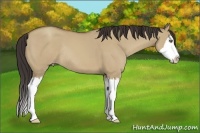 Horse Color:Classic Champagne Dun Sabino Splash Rabicano 