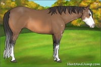 Horse Color:Buckskin Sabino Splash Rabicano 