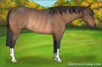 Horse Color:Buckskin Rabicano