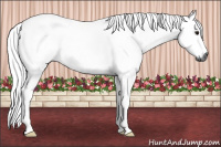 Horse Color:Gray Brown 