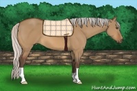 Horse Color:Silver Bay Dun