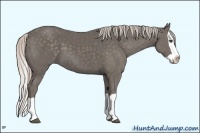 Horse Color:Unknown 