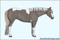 Horse Color:White Spotted Silver Black Tobiano  Brindle